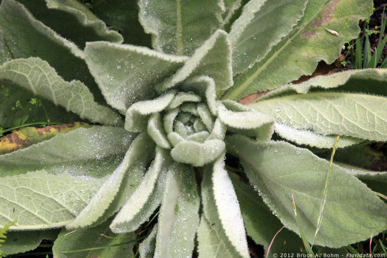 Verbascum thapsus