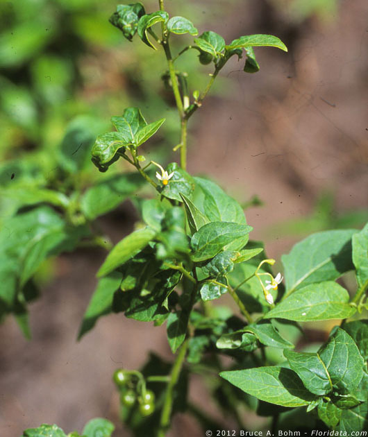 Capsicum frutescens