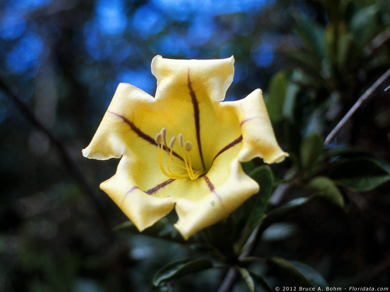 Solandra maxima