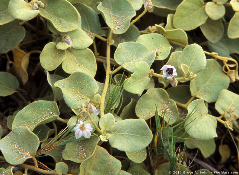 Solanum nelsonii