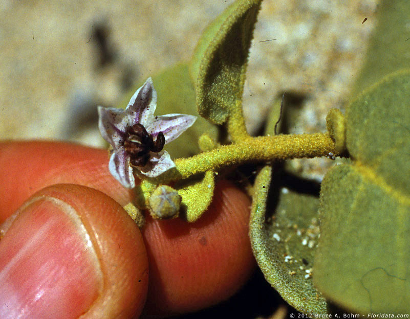 Solanum nelsonii