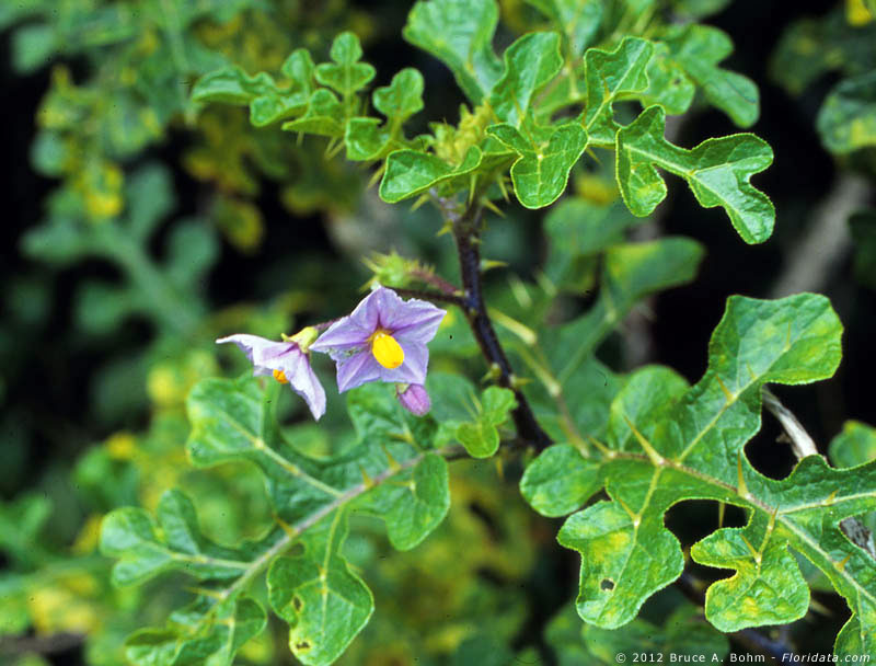 Solanum linnaeanum