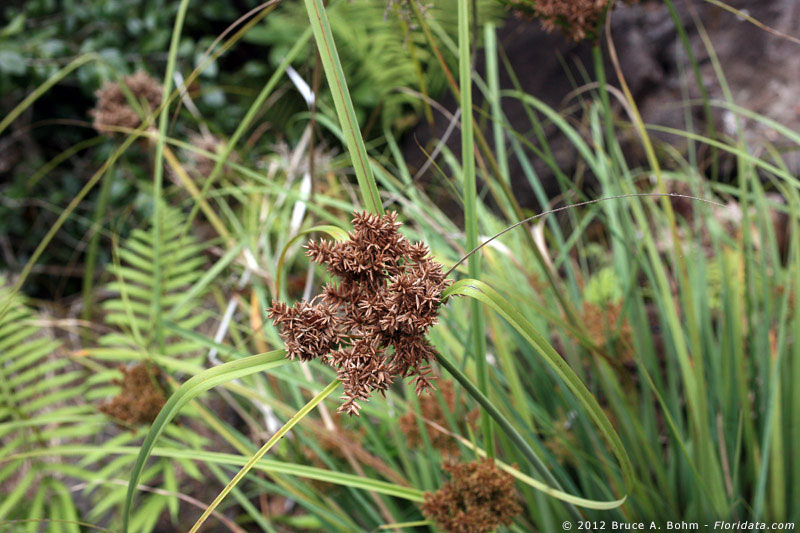Cyperus trachysanthos