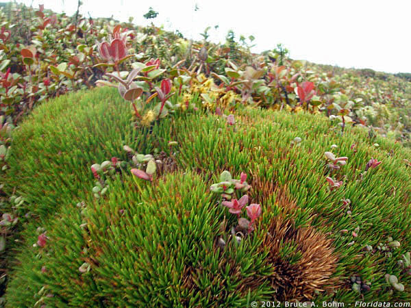 Oreobolus furcatus