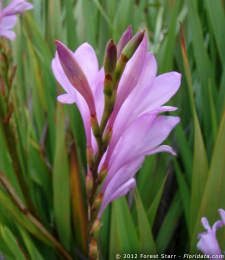 watsonia