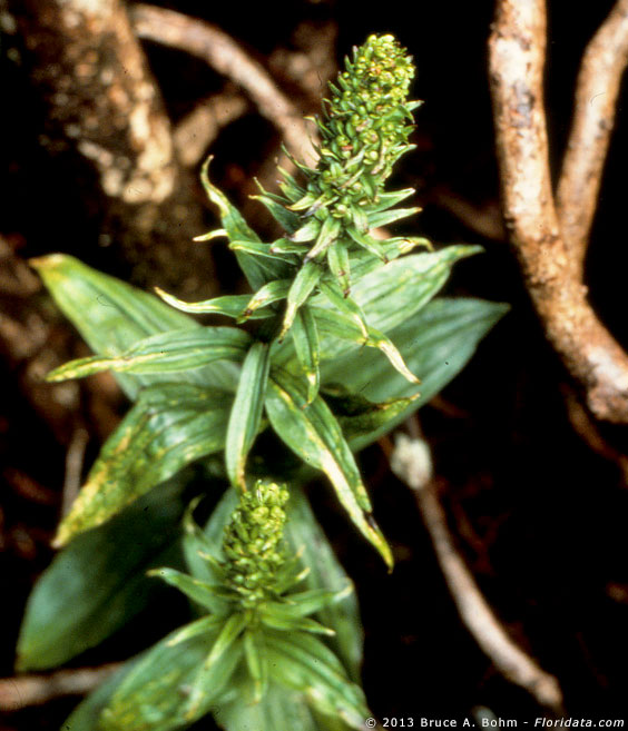 Platanthera holochila