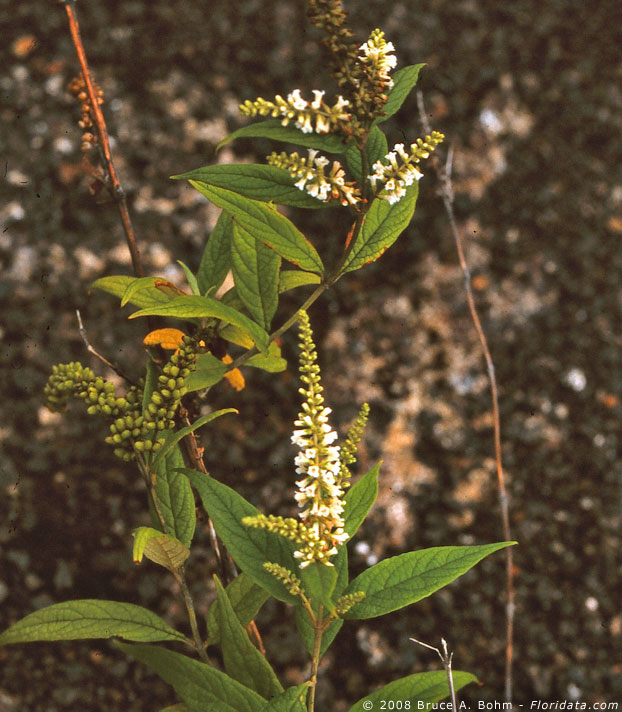 Lepidium