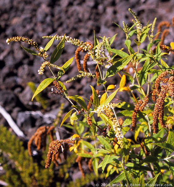 Lepidium