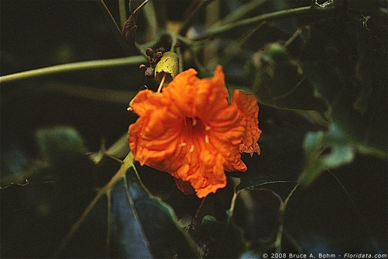 Cordia