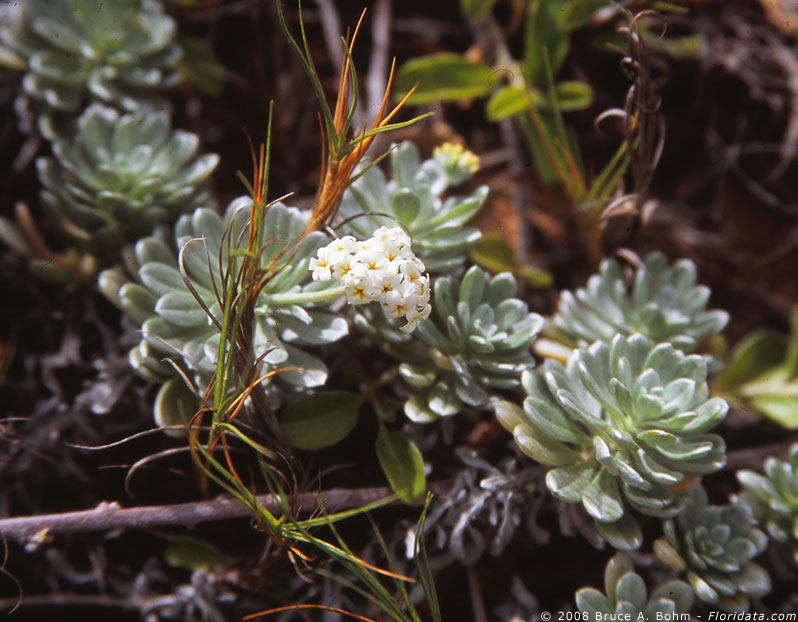 Heliotropium