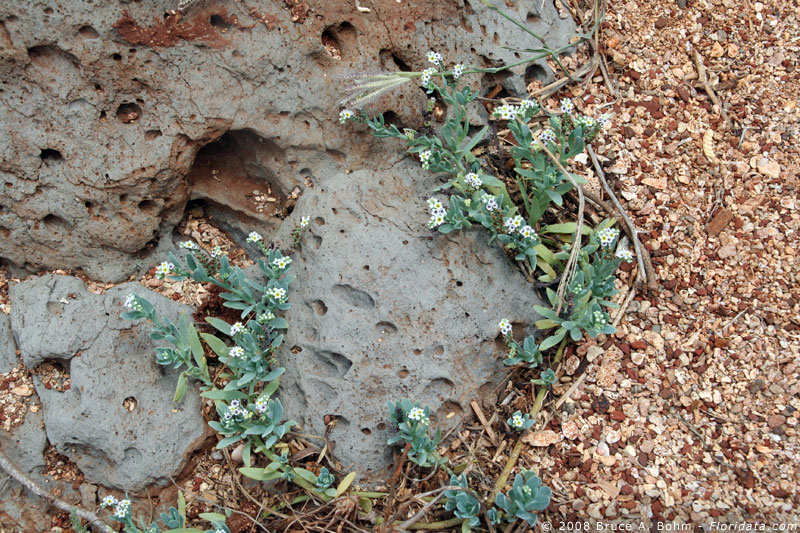 Heliotropium