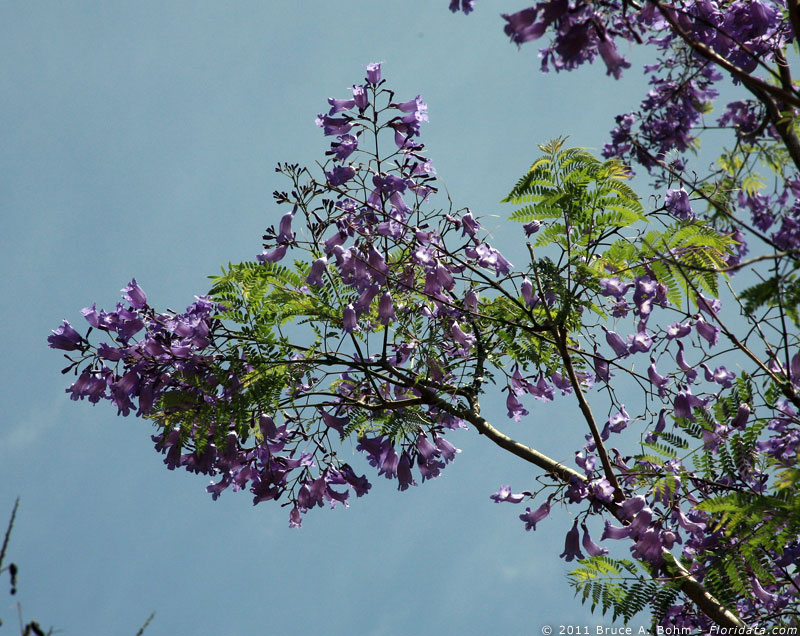 Hawaii Part Betulaceae