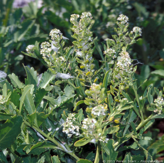 Lepidium