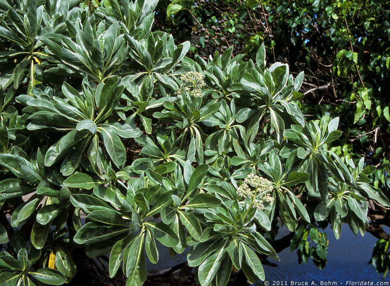 tree heliotrope