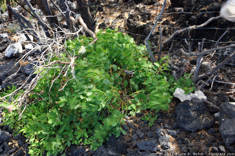 Capparis sandwichiana