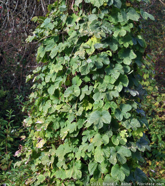 hops