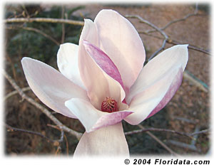 saucer magnolia