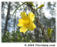 Carolina jessamine