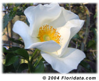 Cherokee rose
