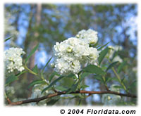 Reeves spirea