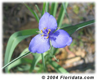 spiderwort