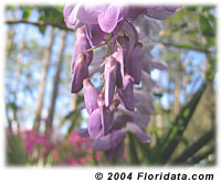 wisteria
