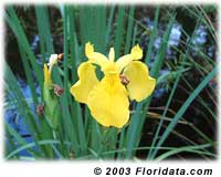 yellow iris