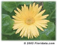 gerber daisy