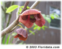 pawpaw flower