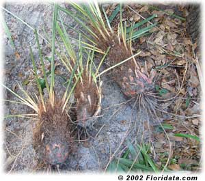 needle palm stems