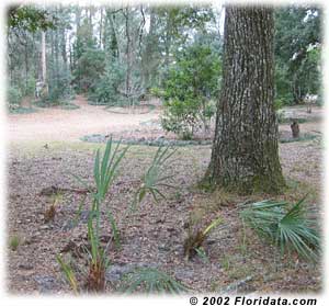 needle palms
