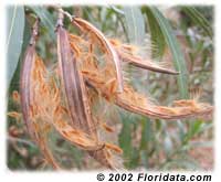 oleander seed pod
