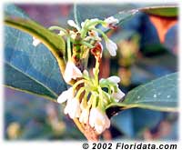 tea olive flowers