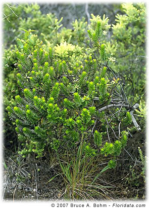 Dubautia linearis subsp. hillebrandii