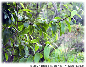 Dubautia latifolia
