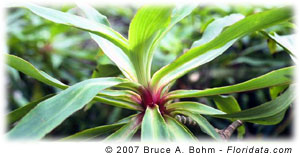 Dubautia raillardioides
