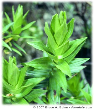 Dubautia arborea