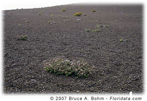 Dubautia scabra