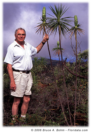 Wilkesia gymnoxiphium