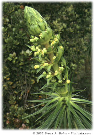Wilkesia gymnoxiphium