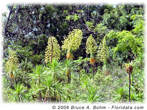 Wilkesia gymnoxiphium