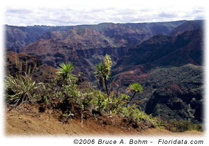 Wilkesia gymnoxiphium