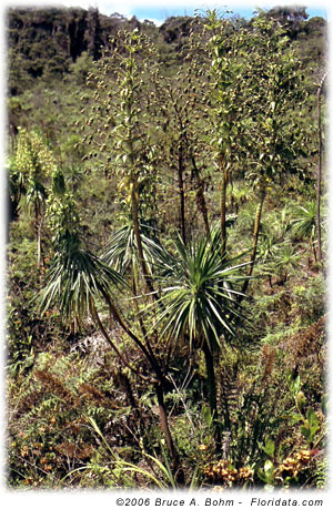 Wilkesia gymnoxiphium