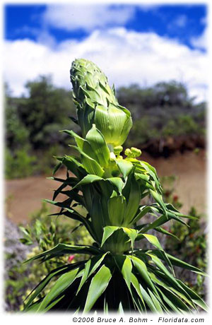 Wilkesia gymnoxiphium