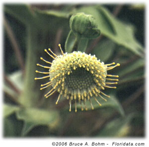 Wilkesia gymnoxiphium