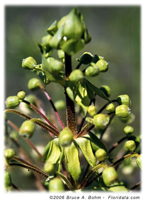 Wilkesia gymnoxiphium