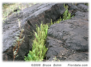 ferns growing in lava crack