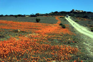 flower fields