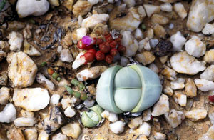 miniature succulents