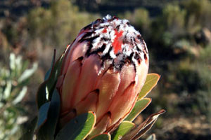 protea flower